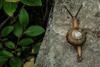 布朗蜗牛三分法摄影
